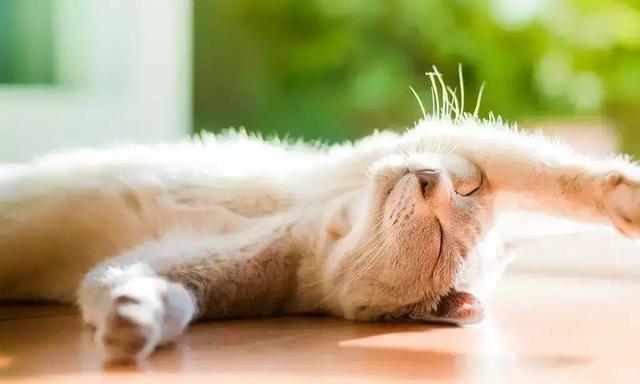 如何保护室内猫咪免受中暑的影响（中暑成因分析、室内温度调节、水分摄入、日常护理等要点分析）