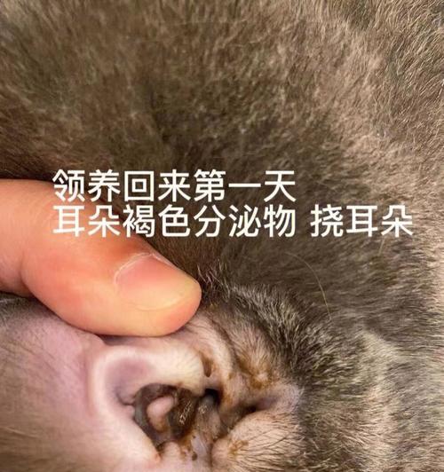 如何让你的猫咪远离耳螨（分享有效的方法和技巧）