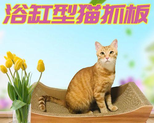 宠物猫咪如何避免快速死亡（关注宠物猫咪健康）