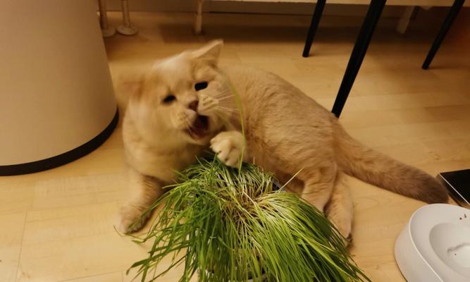 猫咪的最爱——猫草（探秘猫咪为何喜欢吃猫草）