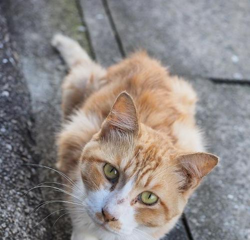 猫咪涨奶的表现与处理方法（宠物猫咪如何应对涨奶的情况）