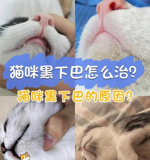 猫咪真菌引发黑下巴问题的解决方法（宠物家长必看的黑下巴预防指南）