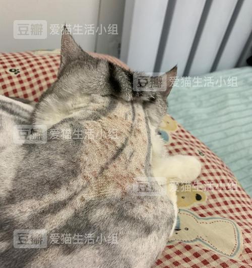 猫咪真菌感染治疗指南（以宠物为主的健康保障）