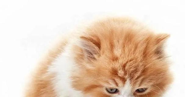 如何救治中暑的宠物猫咪（猫咪中暑了有救了吗？以及应该如何预防和处理中暑情况）