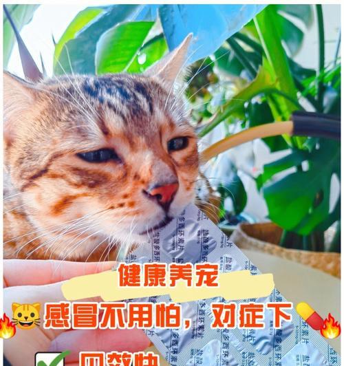 猫咪着凉打喷嚏该如何应对（宠物护理必知）