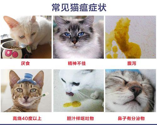 猫咪拉稀了怎么办（从宠物的饮食管理到医疗治疗）