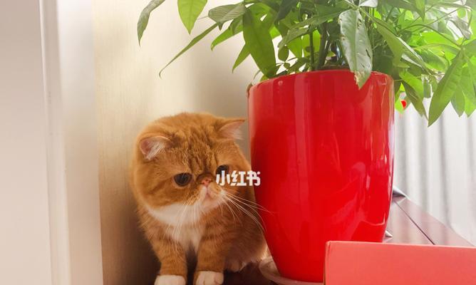 猫咪口腔溃疡——红色的警报信号（宠物猫咪口腔溃疡如何治疗）