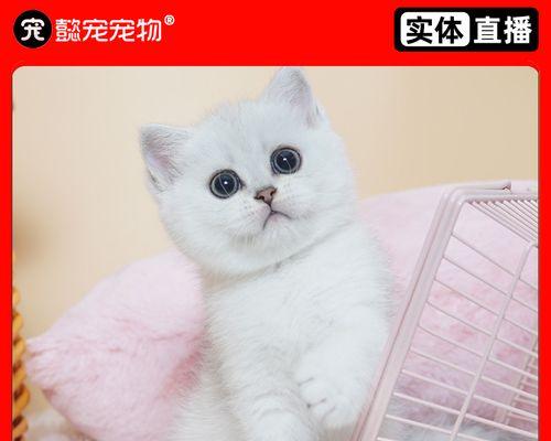 猫咪口臭发白发黄怎么办（宠物的口腔卫生需要重视）