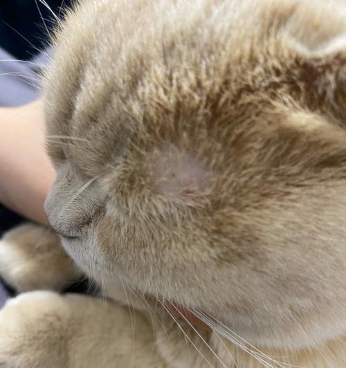 「如何帮助宠物猫咪解决嘴边毛发稀疏问题」（「有效的猫咪毛发护理方法与建议」）