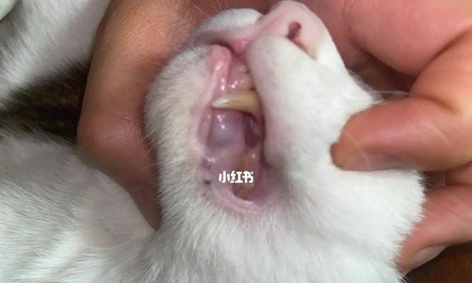 猫咪嘴角发红可能患上的病（照顾宠物）