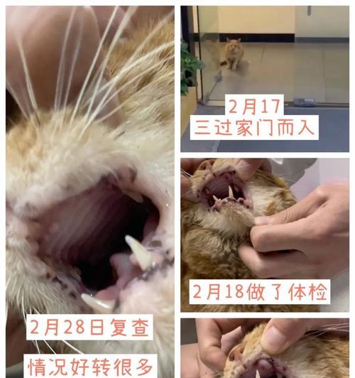 如何解决猫咪口臭问题（猫咪口臭可能是口腔炎引起的）