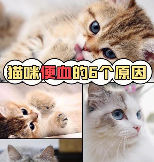 猫咪口气难闻（以宠物为主）