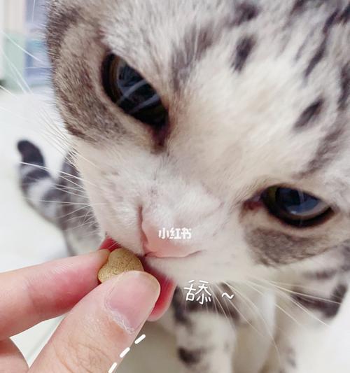 猫咪口水中的粘稠液体（探秘猫咪口水的成分与作用）