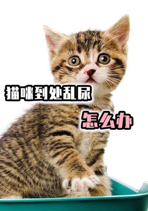 猫咪为什么会乱尿乱拉（探究猫咪乱尿乱拉的原因与解决方法）