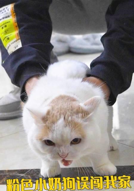 以萌猫宝哥哥打猫咪为主题的探讨（揭开宠物打架的真相）