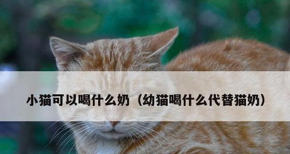 母猫生完后如何科学补充营养（宠物健康）