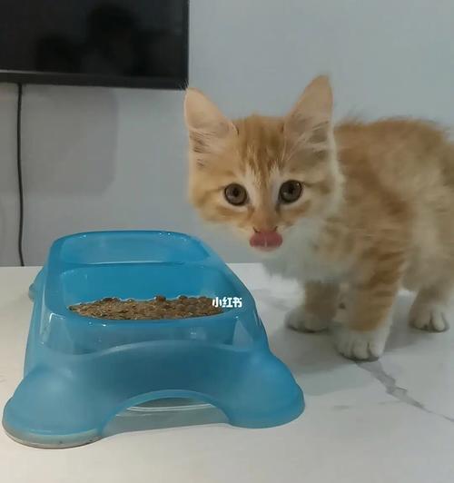 如何让宠物猫吃东西（以奶猫不肯吃东西为例）