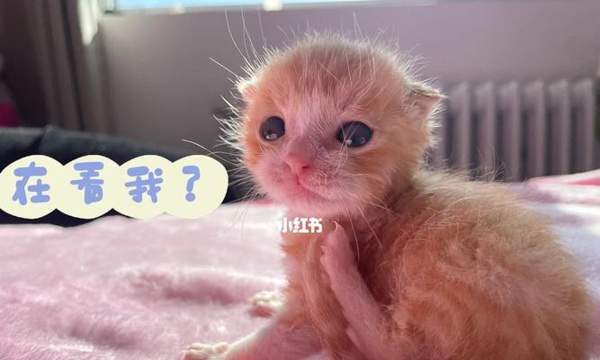 宠物猫的日常喂养（如何科学合理地喂养宠物猫）