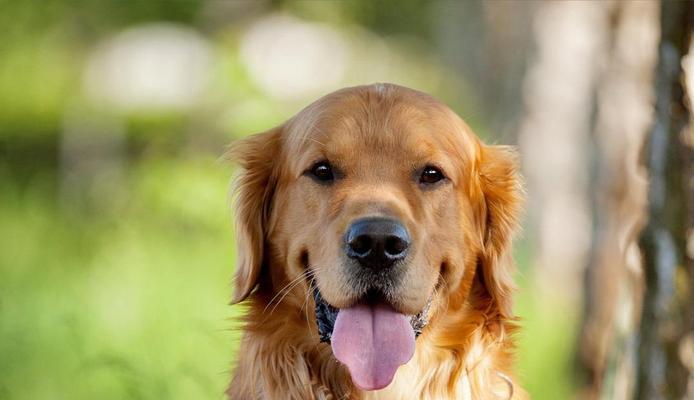 选大型宠物犬，女孩们的最佳选择（探讨女孩适合养大型犬的原因与注意事项）