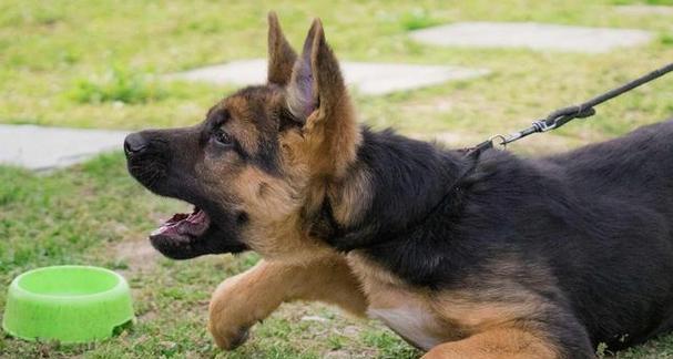 以挪威牧羊犬为宠物的饮食指南（如何为你的挪威牧羊犬提供最好的饮食）