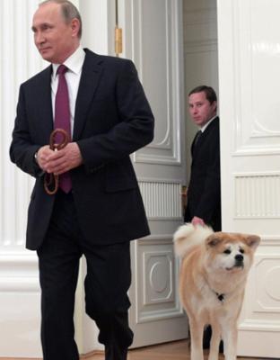 普京养的狗狗品种及特点（探究俄罗斯总统最爱的宠物——拉布拉多犬）