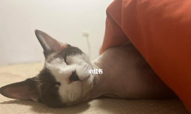 气温对猫咪睡眠的影响（如何让宠物舒适入眠）