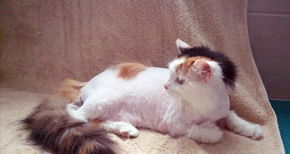 秋季猫咪剃毛对身体的影响（为宠物健康着想）