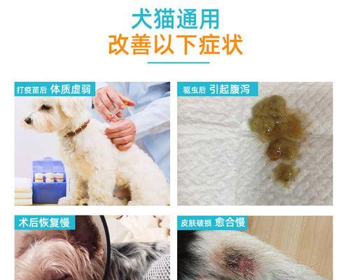 犬瘟后期神经症状详解（宠物主人必读）