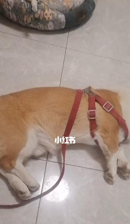 犬瘟热对狗狗脚的影响及预防措施（以宠物为主）