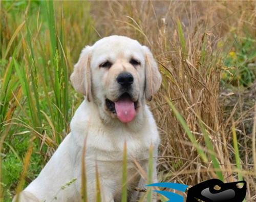 人人都爱的拉布拉多犬——宠物界的明星（品质卓越、性格温和、聪明可爱）