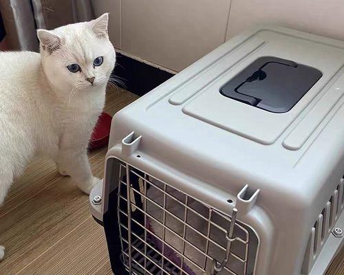 如何安全地让宠物猫外出（避免猫咪走失或受伤的实用技巧）