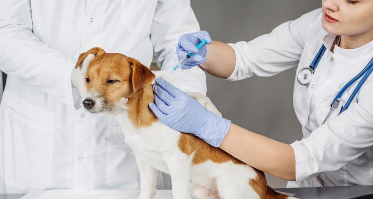 如何为宠物小狗打疫苗针（详细解读小狗疫苗接种的注意事项）