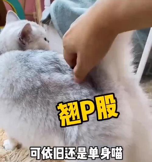 猫咪发情叫唤问题解决全攻略（从宠物保健、心理调节到手术治疗）