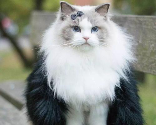 瑞典天使家布偶猫（追求舒适与优雅的完美结合）