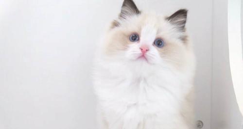 《以蔚蓝天使布偶猫舍为主题，探寻优质宠物饲养之道》（从选购到养护）