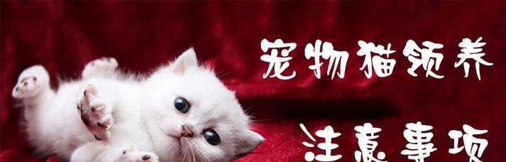 如何正确喂养小猫（营养均衡、规律定时、注意细节）