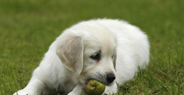 五个月小狗可以吃哪些水果（以水果为主的宠物饮食）