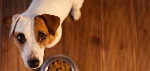 如何解决五岁以上宠物狗不爱吃饭的问题（以德慈善待）