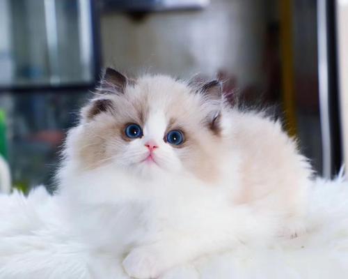 猫咪品种的分辨方法及以西伯利亚猫与布偶猫的区别（猫咪品种的分辨方法及以西伯利亚猫与布偶猫的区别）
