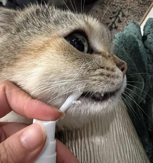 细小猫狗灵与宠物健康——传染性问题探究（以狗得细小猫为例）