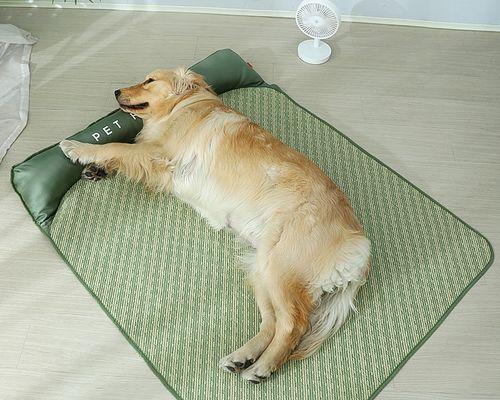 宠物狗狗的夏季睡眠习惯（从环境）