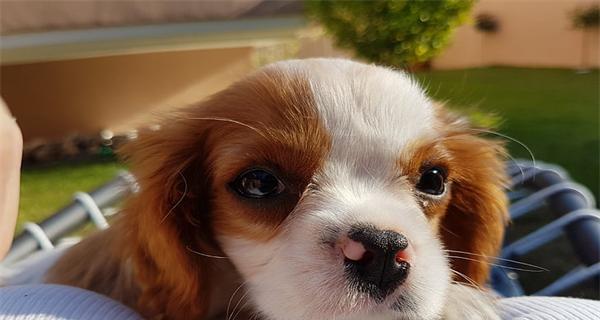 夏季营养，幼犬适合吃哪些水果（探究幼犬适合食用的水果种类及其营养价值）