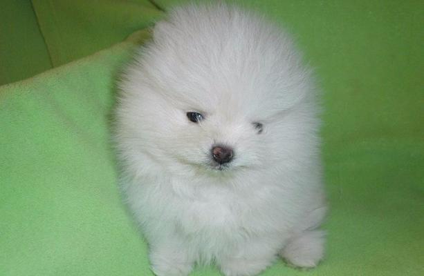 白色博美狗——最迷人的宠物之一（以外貌与性格征服主人心）