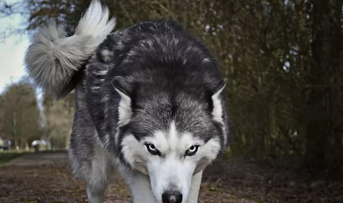 探秘像哈士奇的狼犬世界（以宠物为主的狼犬生活点滴）