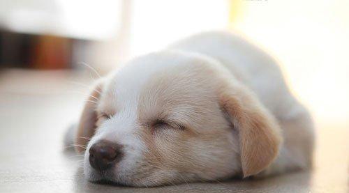 小狗白天总睡觉，可能是什么原因（探究宠物狗频繁睡觉的种种可能性）