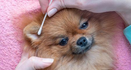 小狗裁耳后感染，如何保护宠物健康（小狗裁耳后感染原因）