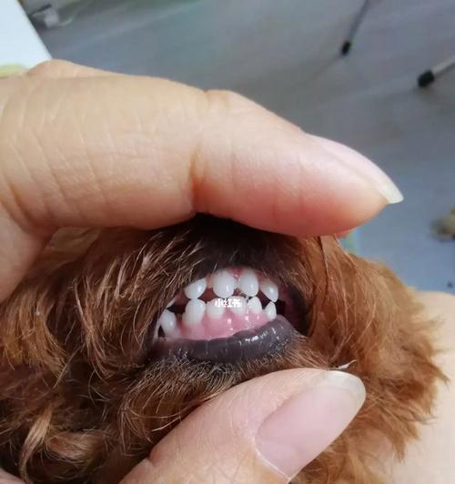 小狗长牙齿，咬东西是它的天性（探寻小狗长牙齿喜欢咬东西的原因）