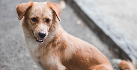 小狗吃了成犬粮，会不会有问题（以宠物为主）