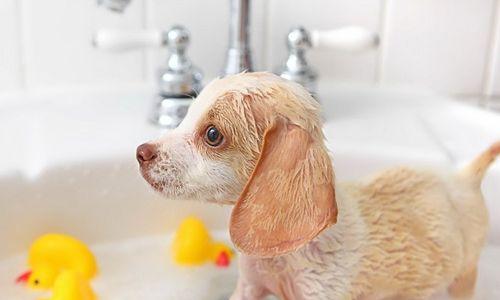 小狗打完育苗就洗澡生病（宠物打完育苗需要注意什么）