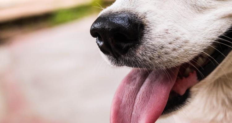 小狗鼻子的健康保养秘诀（从宠物的角度看待小狗鼻子的护理）